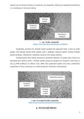 Arklių smegenėlių abiotrofija 4 puslapis