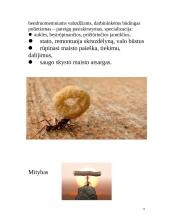 Skruzdėlės 12 puslapis