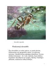 Skruzdėlės 6 puslapis