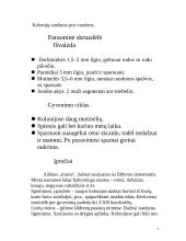 Skruzdėlės 9 puslapis