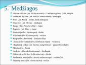 Floristinio koliažo skaidrės 9 puslapis