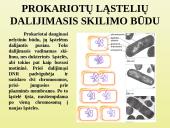 Ląstelių dalijimasis 2 puslapis