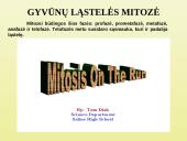 Ląstelių dalijimasis 11 puslapis