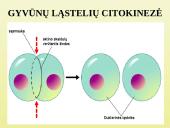 Ląstelių dalijimasis 12 puslapis