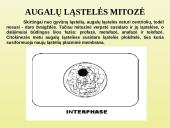 Ląstelių dalijimasis 13 puslapis