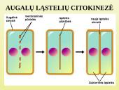 Ląstelių dalijimasis 14 puslapis