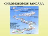 Ląstelių dalijimasis 15 puslapis