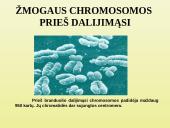 Ląstelių dalijimasis 16 puslapis