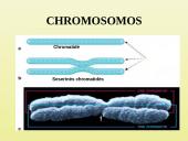 Ląstelių dalijimasis 17 puslapis