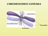 Ląstelių dalijimasis 18 puslapis