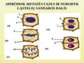 Ląstelių dalijimasis 19 puslapis