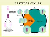 Ląstelių dalijimasis 4 puslapis