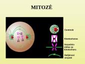 Ląstelių dalijimasis 6 puslapis