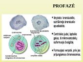 Ląstelių dalijimasis 7 puslapis