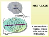 Ląstelių dalijimasis 8 puslapis