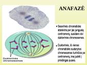 Ląstelių dalijimasis 9 puslapis