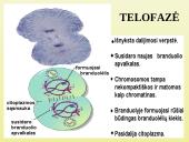 Ląstelių dalijimasis 10 puslapis