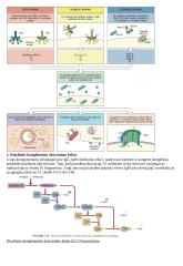 Imunologija konspektas 2 puslapis