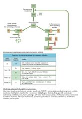 Imunologija konspektas 4 puslapis