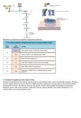 Imunologija konspektas 5 puslapis