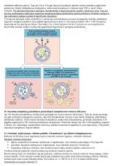Imunologija konspektas 7 puslapis