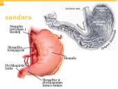 Virškinimas skrandyje 3 puslapis