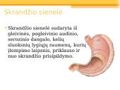 Virškinimas skrandyje 4 puslapis
