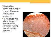 Virškinimas skrandyje 5 puslapis