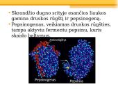 Virškinimas skrandyje 7 puslapis