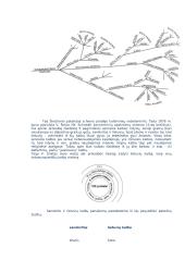 Baltų protėvynė 6 puslapis