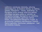 Skaidrės apie užgavėnes 20 puslapis