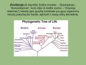 Paleontologiniai, lyginamosios anatomijos ir embriologijos evoliuciniai įrodymai 2 puslapis