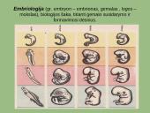 Paleontologiniai, lyginamosios anatomijos ir embriologijos evoliuciniai įrodymai 11 puslapis