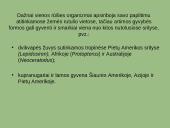 Paleontologiniai, lyginamosios anatomijos ir embriologijos evoliuciniai įrodymai 15 puslapis