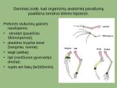 Paleontologiniai, lyginamosios anatomijos ir embriologijos evoliuciniai įrodymai 7 puslapis