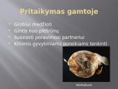Bioliumenescencija 12 puslapis