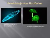 Bioliumenescencija 4 puslapis
