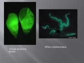 Bioliumenescencija 6 puslapis