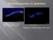 Bioliumenescencija 7 puslapis