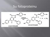 Bioliumenescencija 9 puslapis