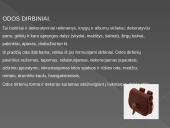 Dailės žanrų įvairovė 16 puslapis