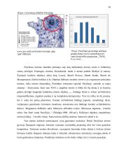Geografinė Paryžiaus miesto struktūra 20 puslapis