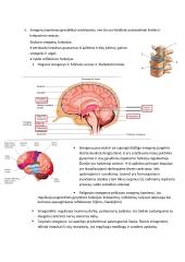 Nervų sistema konspektas 2 puslapis