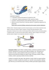 Nervų sistema konspektas 4 puslapis