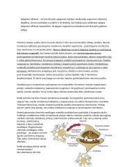 Nervų sistema konspektas 5 puslapis