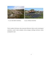 Aplinkos teršimas cheminiais teršalais ir jų poveikis aplinkai 15 puslapis