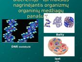 Evoliucijos moksliniai įrodymai 12 puslapis