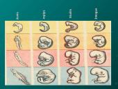 Evoliucijos moksliniai įrodymai 9 puslapis