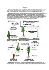 Samanų vaidmuo ekosistemoms ir žmogaus gyvenime 2 puslapis