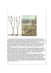 Samanų vaidmuo ekosistemoms ir žmogaus gyvenime 4 puslapis